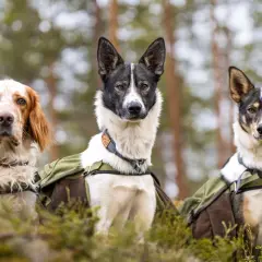 Tre hundar med ryggsäckar i skogen. Frågan är hur långt kan man gå med en valp? Dessa hundar verkar redo för äventyr.