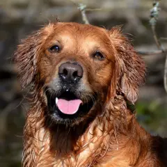 Glad golden retriever med blöt päls, redo för äventyr. Undrar du om man måste registrera hund?