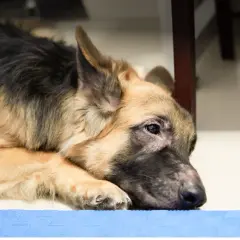En trött schäferhund vilar huvudet på en blå matta. Kanske har den varit en riktig hotspot hund idag.