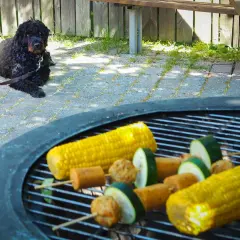 En svart hund vilar på stenläggningen bredvid grillen där majskolvar och grönsaksspett förbereds.
