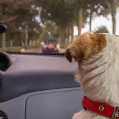 Hunden i bilen ser ut genom fönstret. Kanske behöver den åksjuketabletter hund för att må bättre på resan.