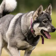 En hund skakar på huvudet, med tungan ute och en lila halsband.