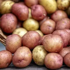 En korg med rå potatis, både röda och gula. En hund skulle nog bli glad av dessa!