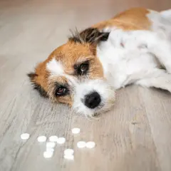 En trött hund ligger på golvet bredvid en hög med piller.