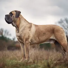 En ståtlig mastiff raser står i ett fält med högt gräs.