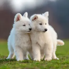 Två fluffiga hundar står tätt intill varandra på en grön gräsmatta.