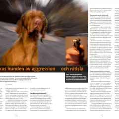 En brun hund skakar, med suddig bakgrund.