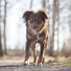 Brun hund med intensiv blick på en grusväg bland träd. Kanske kliar det lite?
