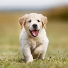 En glad hund, en golden retriever valp, springer fram över en gräsmatta med tungan ute.