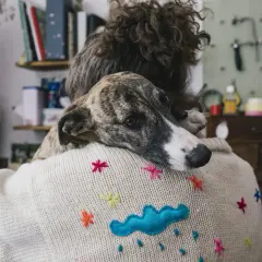En hund vilar sitt huvud på en persons axel, en bild som kan väcka känslor av sorg efter hund.