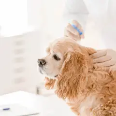 En veterinär ger en injektion till en hund. Detta kan vara en del av en behandling för att undvika kemisk kastrering hund biverkningar.