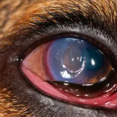 Närbild på en hunds öga med ett blåfärgat hornhinnesår. Ögonlocket är rött och irriterat.
