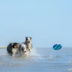 Tre hundar springer i vattnet på stranden, jagandes en färgglad frisbee.