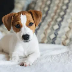 Söt Jack Russell-valp på en vit filt. Här är några valp tips för att lyckas med din nya familjemedlem.