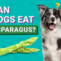 En nyfiken hund undrar om sparris är okej att äta.