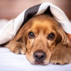 Söt hund med brun päls kurar under en filt. Kanske drömmer den om att slippa lungmask, hund.