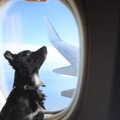 Svart hund tittar ut genom flygplansfönstret, redo att flyga med hund. Vingar och moln syns utanför.