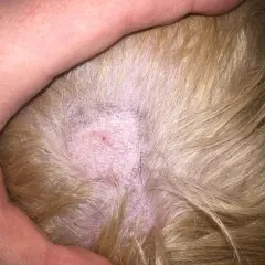 Närbild på hundens hud med en fläck som kan behöva ringorm behandling. Huden är röd och lite fjällande.