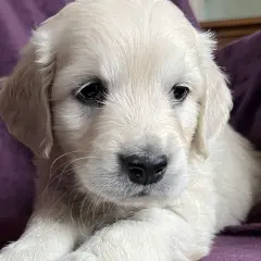 En söt golden retriever valp, bara 8 veckor gammal, tittar nyfiket fram.