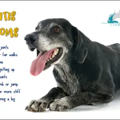 Äldre hund med artros i frambenet, visar symptom som stelhet och ovilja att gå.