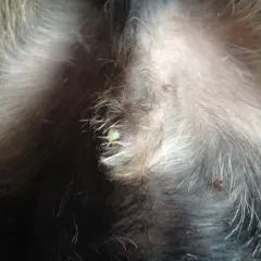 Närbild på en hunds mage med lite gulaktig vätska runt snoppdropp.