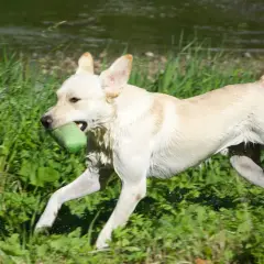 En glad labrador i sin bästa labrador ålder springer genom gräset med en grön leksak i munnen.