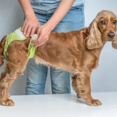 En person tar på en ljusgrön blöja på en brun cocker spaniel. Hunden verkar ha vaginit.