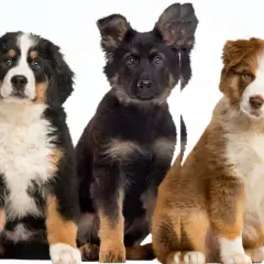 Five puppies of different breeds sit together. One is chewing a toothbrush.