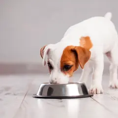 En söt Jack Russell-valp äter ur en matskål. Kanske är det vuxenfoder till valp, men den verkar gilla det!