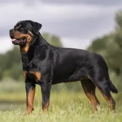 En stolt rottweiler står i gräset, en bild av lugn och styrka som speglar dess stabila rottweiler temperament.