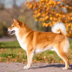 En stolt shiba inu står i höstsolen.
