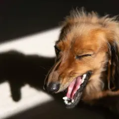 En brun långhårig hund med ögonen stängda och munnen öppen, som om den hostar. Skuggan av hunden syns till vänster.