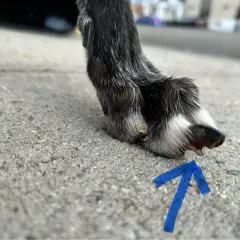 En skadad tass på en hund, med en blå pil som pekar mot ett sår.