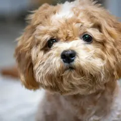 En söt, fluffig hund med mjuk päls, en perfekt allergifri hund för alla.