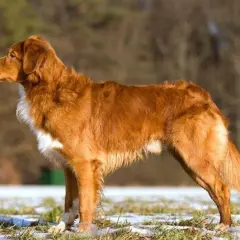 En ståtlig tollare hund med rödbrun päls och vita markeringar står i profil på en snötäckt gräsmark.