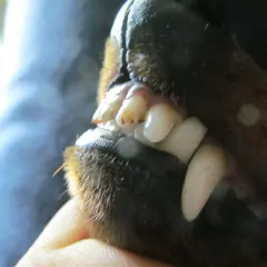 Närbild på en hunds mun med tydligt saxbett. Tänderna är vita och vassa, redo att greppa.