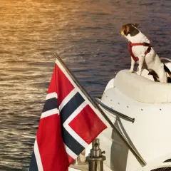 En hund med sele sitter på en vit yacht med norsk flagg. En perfekt resa att ta med hund till Norge.