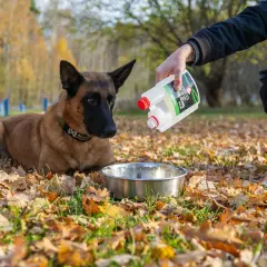 En person häller extra fett till hund i en skål. Hunden ligger på marken bland höstlöv.