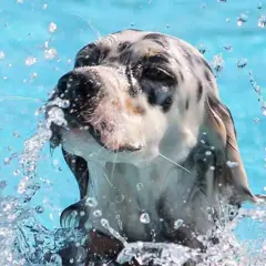 En vattensvans hund skakar sig i poolen, med vattenstänk överallt.