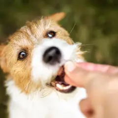 En söt kiwi hund tar emot en godbit från en hand.