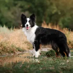 En ståtlig border collie står vid en vattenpöl. Hundens vikt är perfekt för att springa fritt i naturen.