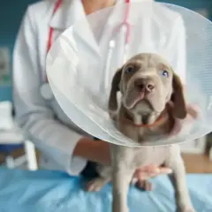 En söt valp med krage, en av nackdelar med kastrering av hanhund. Veterinären håller valpen.