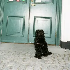 En svart, lockig hund sitter tålmodigt på kullerstensgatan framför en grön dubbeldörr. En typisk hund i stan som väntar på sin matte.