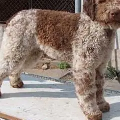 En ståtlig lagotto hund med lockig päls i brunt och vitt står på en ljus yta.