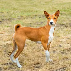 En ståtlig basenji hund med rödbrun päls och vita markeringar står på en gräsbevuxen äng.