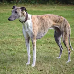 En ståtlig greyhound hund med tigrerad päls står på en grön gräsmatta.