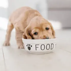 En söt valp med puppy blues dyker ner i sin matskål.
