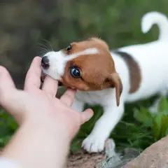 En söt Jack Russell-valp biter lekfullt i en hand. Lär dig hur man får en valp att sluta bita med tålamod och rätt metoder.