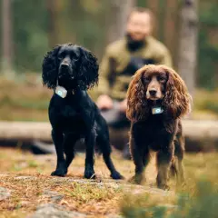 Två cocker spanielhundar, en svart och en brun, står i skogen med varsin GPS-tracker runt halsen.
