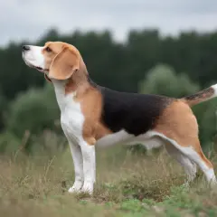 En stående beagle med klassisk trefärgad päls, perfekt vikt, tittar uppåt mot en molnig himmel.